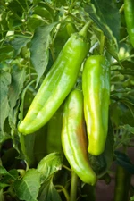 150ct Giuzeppi NuMex Hatch Chili Pepper Seeds! Mild Giant Peppers! 8-12 Inches!