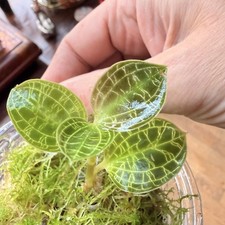 Macodes Petola Jewel Orchid Rooted Plant Terrarium Plant Indoor House Plant