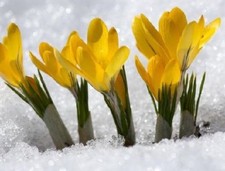 Schneekrokusse gelb Krokusse Krokus Blumenzwiebeln winterhart Lieferbar