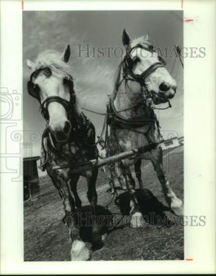 1991 Press Photo Joe McCullough with P&C Hitch Team Horses at Field - sya18982