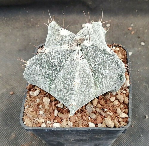 ASTROPHYTUM HYBRID CV.CURLY SPINE IL GIARDINO DI MAYA CACTUS PIANTE 6105 - Foto 2 di 5