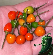 [CHILTEPIN] PEPPER SEEDS FREE SHIPPING! 2025! FRESH HARVEST