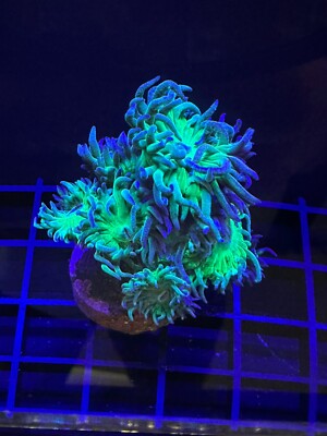 Live Coral Duncan Green 2 Polyps