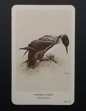 General Cigar Company Trading Card - No. 15 Common Loon - Card 3
