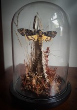 One Off Hand Made Victorian Gothic Autumnal Taxidermy Dome Deaths Head Hawk Moth