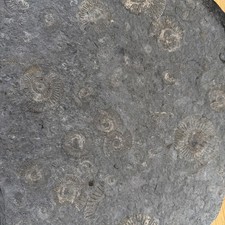 Fossilienplatte Schwäbische Alb Ammoniten 41x29