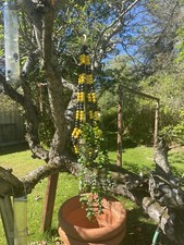Boho Beaded Plant Hanger. Wooden Beads