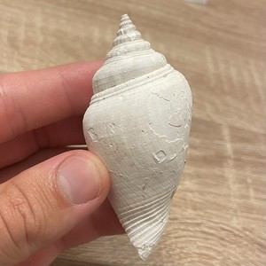 Fossil Shell South Florida White