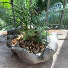 Stampo fioriera calcestruzzo mano palmo design cemento cristallo resina silicone stampi us