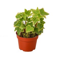 English Ivy Gold Child  Live Plant for Indoor  Outdoor
