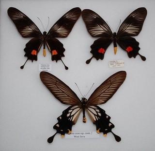 3 Losaria ssp from Malysia