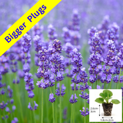 3x English Lavender Hidcote Plants Garden Perennial Hedging in plugs eBay