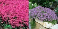 Creeping Thyme MIXED Red & Purple 4" Ground Cover Perennial Non-GMO 500 Seeds!