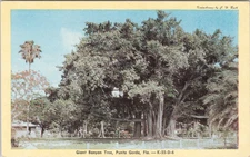 POSTCARD-GIANT BANYON TREE, PUNTA GORDA, FLA. 