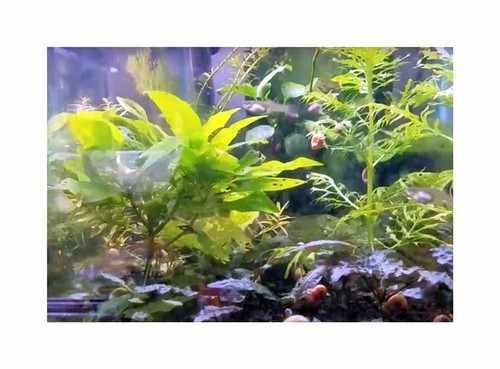 150x Aquarium Saison Mix Zimmer Pflanzen - Samen A453 - Picture 6 of 7