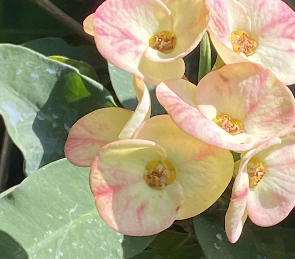 Euphorbia Milii Corona De Cristo Rooted Cutting - Image 4 of 4