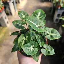 Syngonium Pixie | Arrowhead Plant | 4in pot
