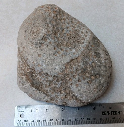 4+ lb Petoskey Stone Hexagonaria Display Specimen Michigan Natural Art Fossil - Picture 5 of 6