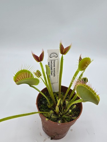 Dionaea muscipula Svizzera Gigante - Foto 4 di 6