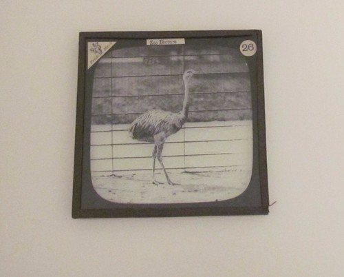 Glass Magic Lantern Slide RHEA OR AMERICAN OSTRICH C1890 PHOTO BIRDS ZOO LECTURE - Picture 2 of 2