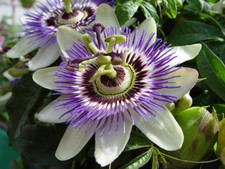 Passion Flower Seeds - Sprawling Vine Grows to Length of 30 Feet! - 100 Seeds