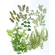 Natural Dried Leaf Flowers - 42 PCS for Eco-Friendly Crafting & Decoration