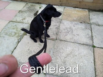 ebay dog training leads