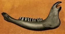 Bison Jaw Bone, American Buffalo,Native,Science,Head Horn,Taxidermy,Education  