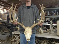 Big Mule Deer European Mount Set Antlers Sheds Horns Elk Moose Rack
