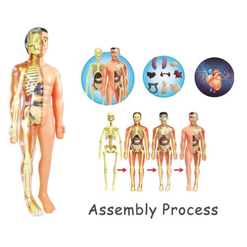 3D Human Body Torso Model Educational Learning DIY Human Body Organ Teaching Toy - Picture 11 of 20