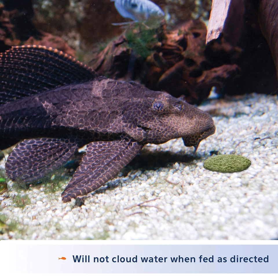 Rondas de algas Aqueon 3 oz para peces que habitan en el fondo Plecos Loaches Camarones Foto 3 de 4