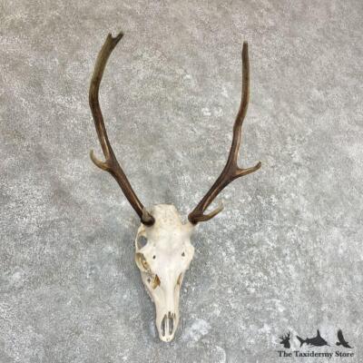蝦夷鹿hunting trophy（deer skull） s-l400.jpg