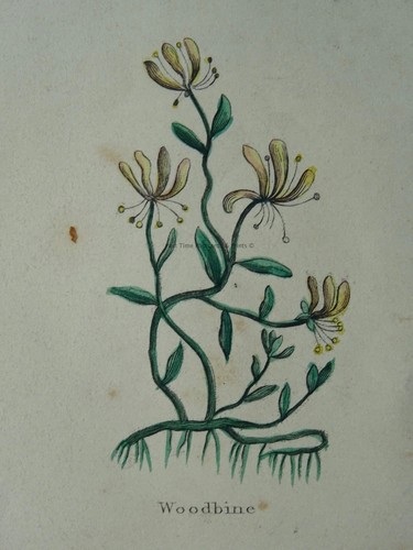 The Complete Herbal PLATE 20 Botanical illustration by Nicholas Culpeper c1850 - Picture 7 of 14