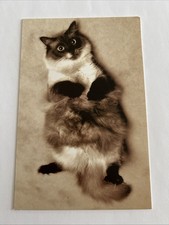 Ragdoll Cat Greeting Card American Greetings Pets Pets Pets Carlton Cards