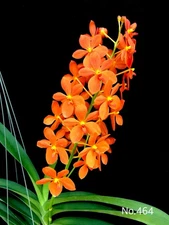 Renantanda Jairak Orange, Blooming Size  Orange Orchid