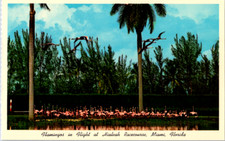 Vintage Postcard Miami Florida Flamingos In Flight Hialeah Race Course