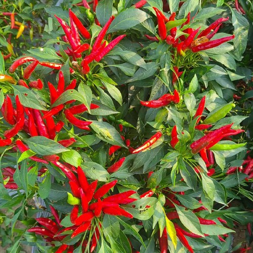 1 Beutel Rote Chili-Pfeffer-Samen Chaotian-Pfeffer Birdseye-Pfeffer D - Picture 2 of 16