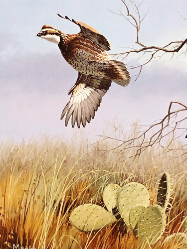 David Maass 1990 Texas Quail Stamp Print Double Stamps First of Series New Frame - Picture 4 of 8