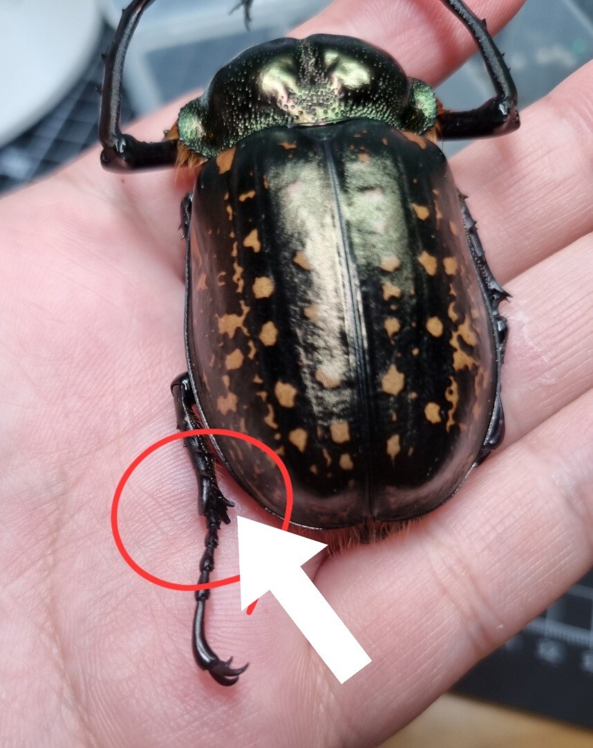 Euchirinae Cheirotonus Formosanus A2 61mm From Taiwan