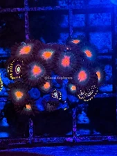 CE- WYSIWYG Mix Combo Zoa Zoanthid Frag Live Coral Frag LPS SPS #R1GA3