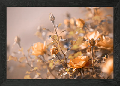 Delicate roses, garden Framed Wall Art Poster Canvas Print Picture