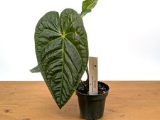 Anthurium Black Diamond Anthurium Black Diamond