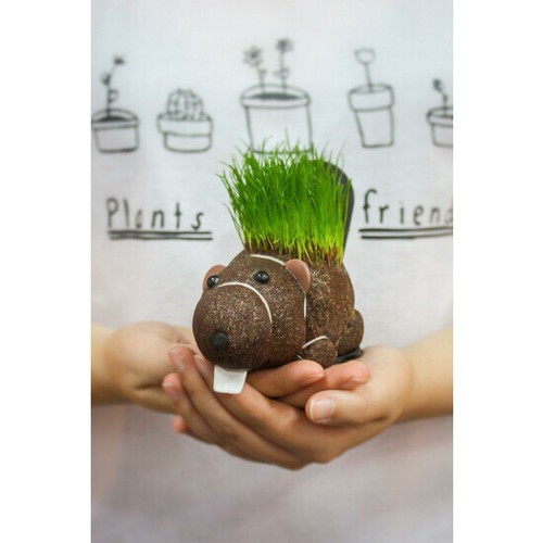Grow Your own HAIRY BEAVER Chia Pet Plant - Funny Gag Novelty Home Gift - 第 5/18 張圖片