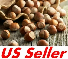 5~20 Seeds AMERICAN HAZELNUT TREE T87,  Filbert Corylus Americana Fruit Nuts