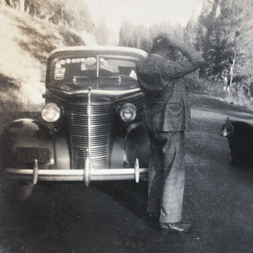 Yellowstone Park Bear Encounter Photo Old Time Car B+W Photograph 1939 Vintage - Picture 9 of 12