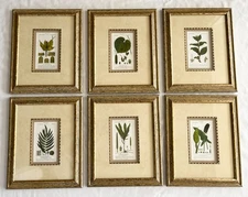 6 Turpin Original Antique Botanical Prints;  H/C Engravings: Florence, 1830