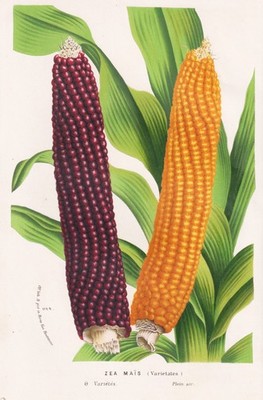 Zea Mais Zea mays Mais corn Pflanzen plant botany Botanik Houtte Lithographie