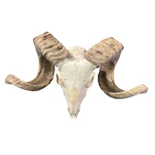 Real Ram Skull - Merino Ram Skull - Size: 21"X13X7" Sheep Skull Horns Wall #26