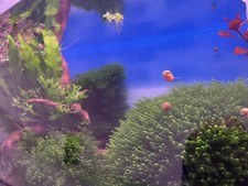 2X2in Portion Of Fissidens fontanus Live Aquarium Plants Phoenix Moss