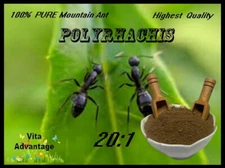 100% PURE & WILD Mountain Ant Vic. Roger  Polyrhachis 20:1 Extract powder 100g.